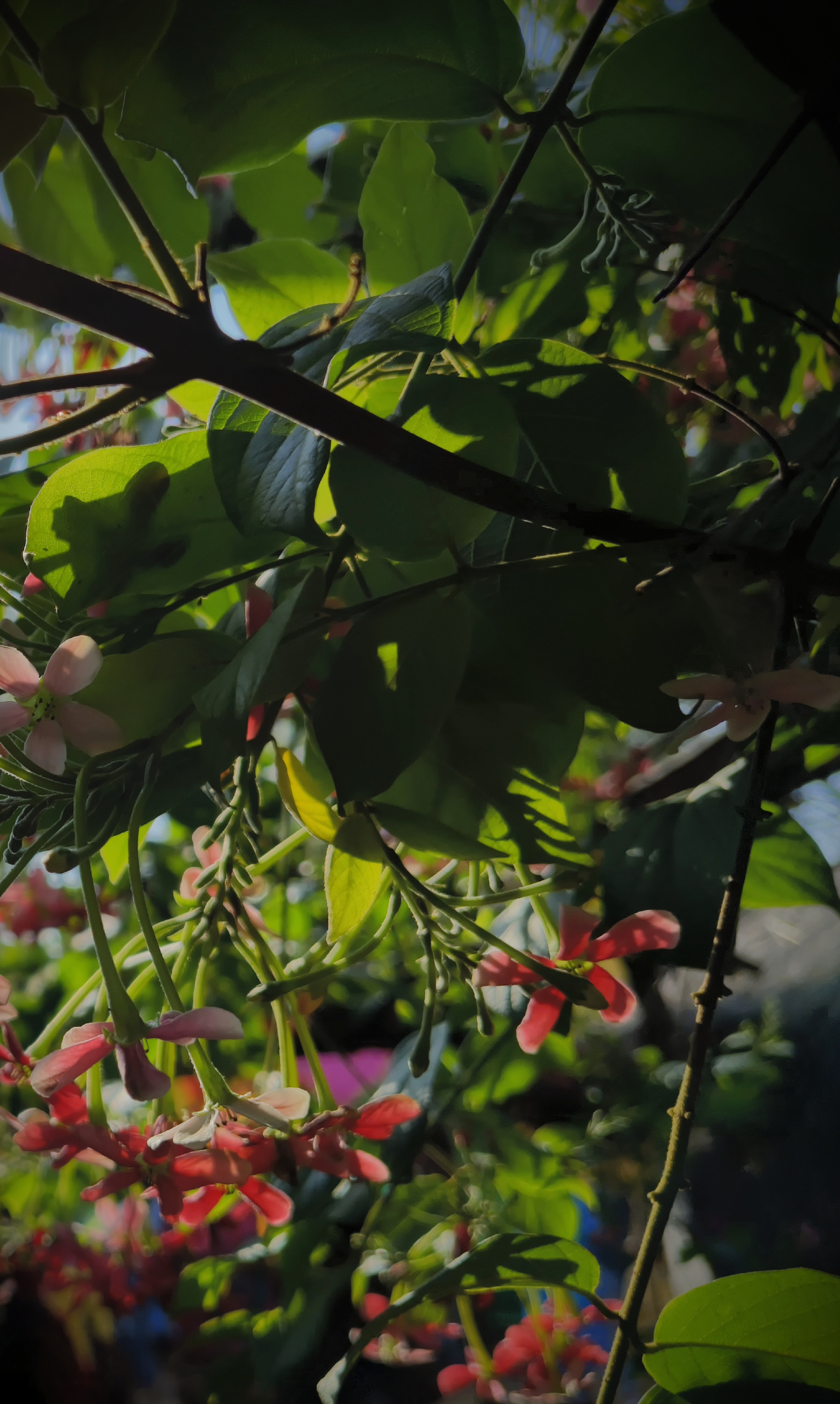 Cleanliness Drive at Sonepur Beach