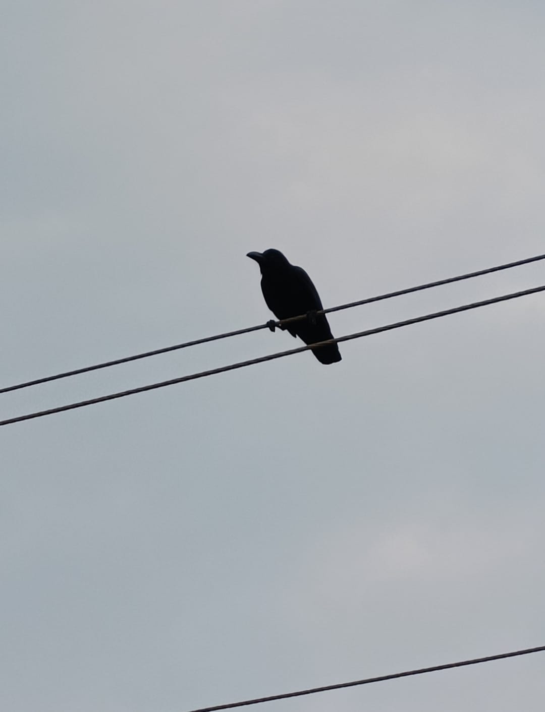 Birding and Nature Walk at Laudigam (IISER Beach)