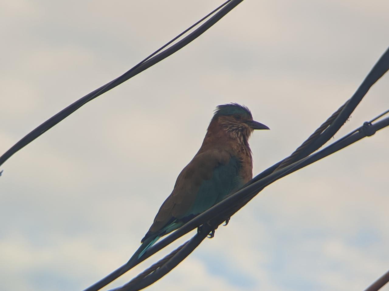 Birding Trip at IISER Berhampur Campus
