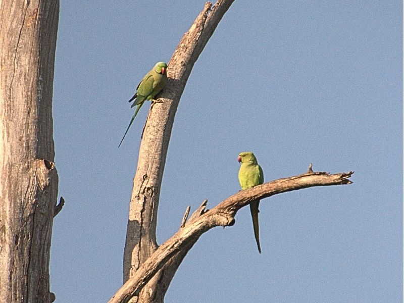 Birding Trip At Campus Locality