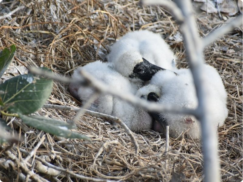 Birding trip to Chilika