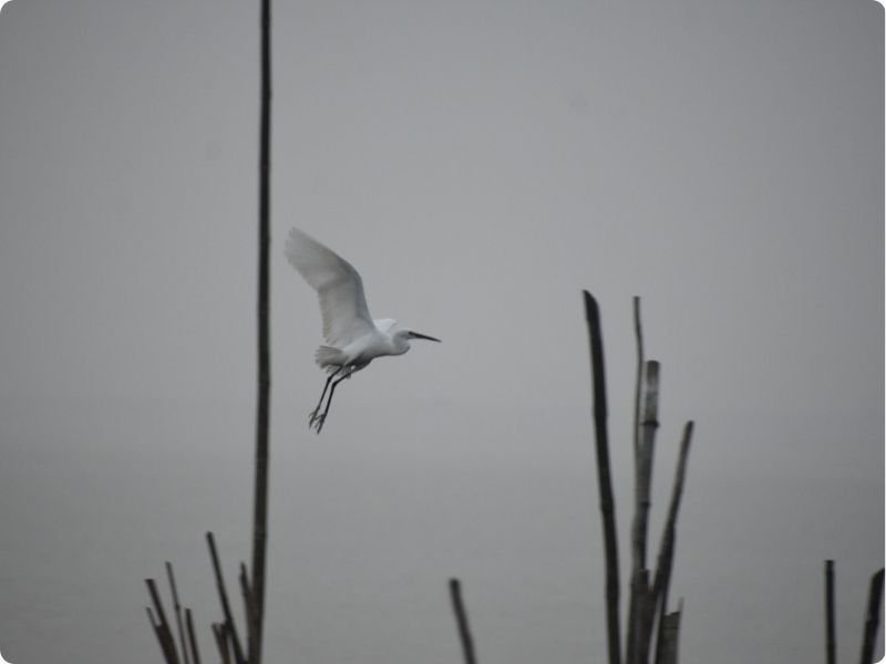 Birding trip to Chilika