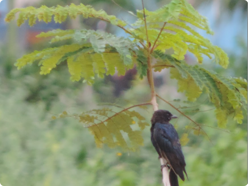 Birding and Nature Walk at Laudigam (IISER Beach)