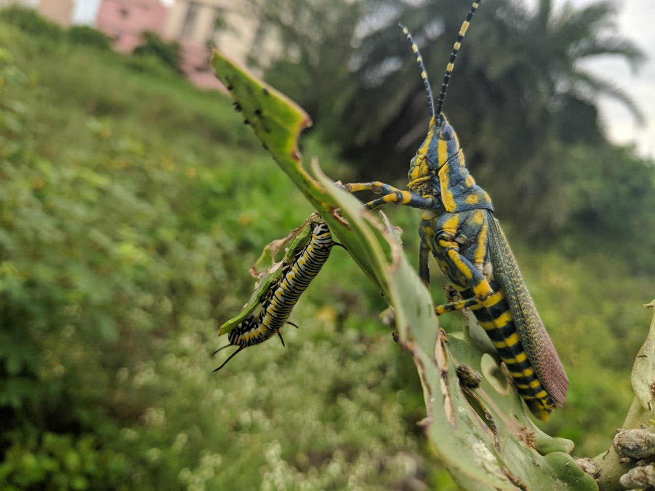 Birding Trip at IISER Berhampur Campus