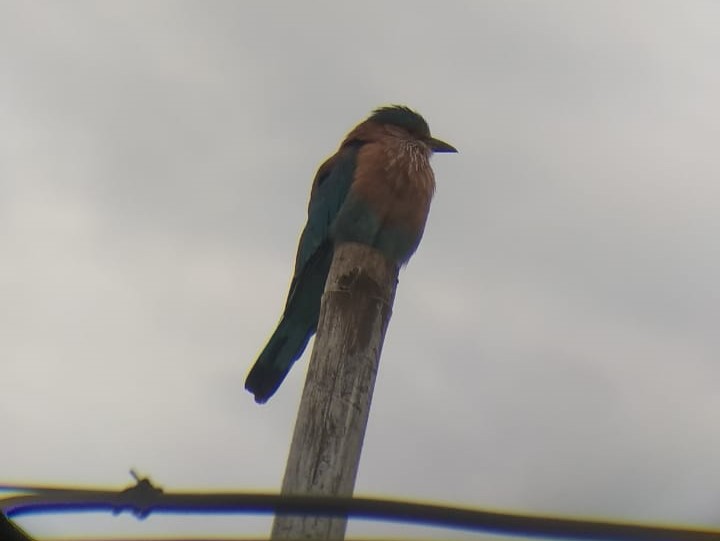 Birding Trip at IISER Berhampur Campus