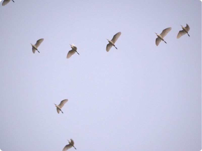 Birding Trip At Campus Locality