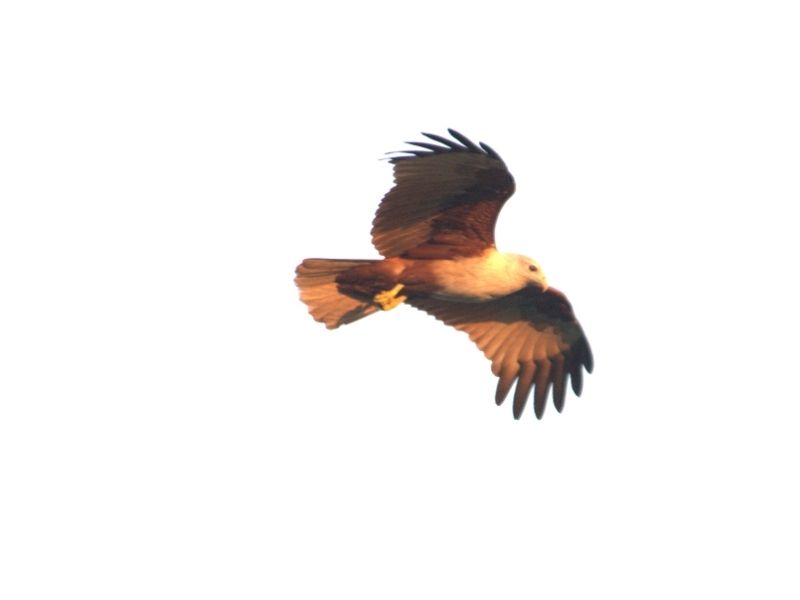 Birding Trip At Campus Locality
