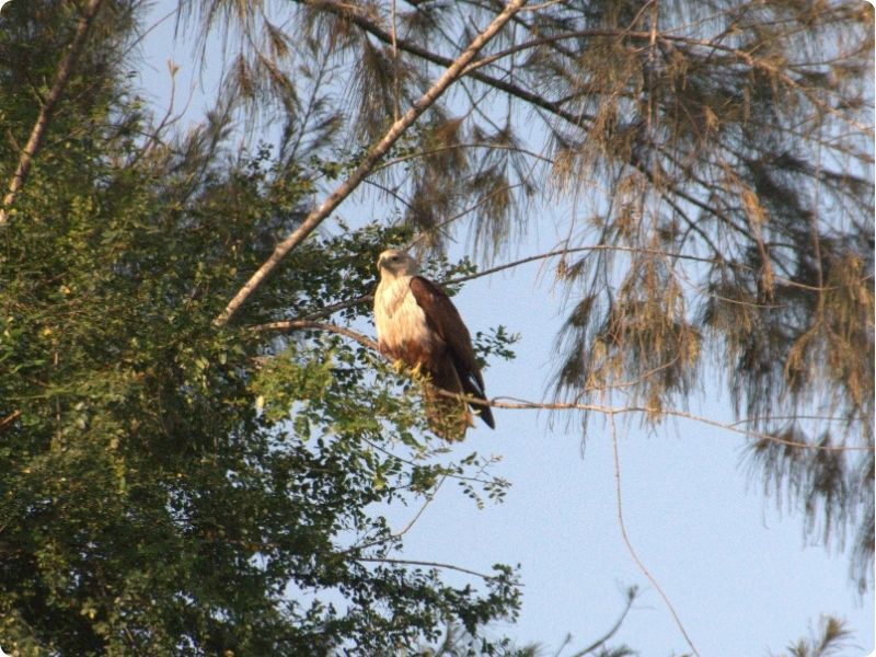 Birding Trip At Campus Locality