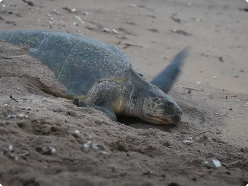 The Rivers Legacy: Turtle Conservation at Rishikulya, Odisha