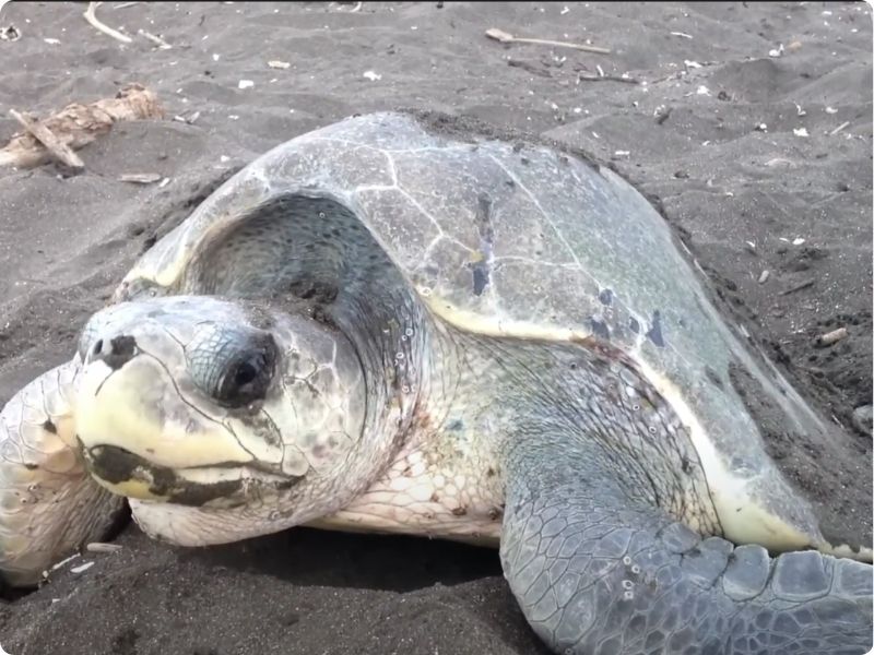 The Rivers Legacy: Turtle Conservation at Rishikulya, Odisha