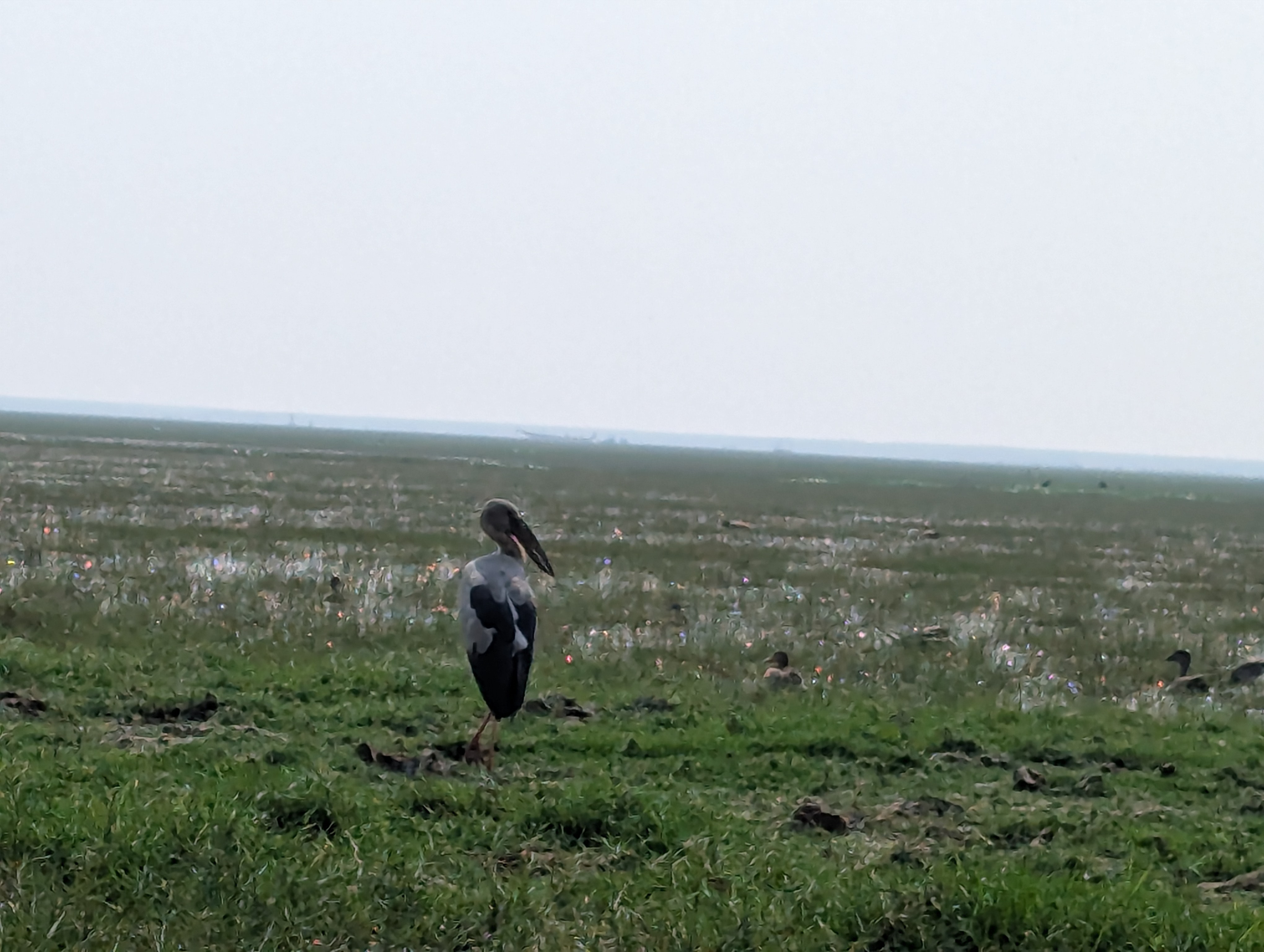 Birding Trip To Mangalajodi
