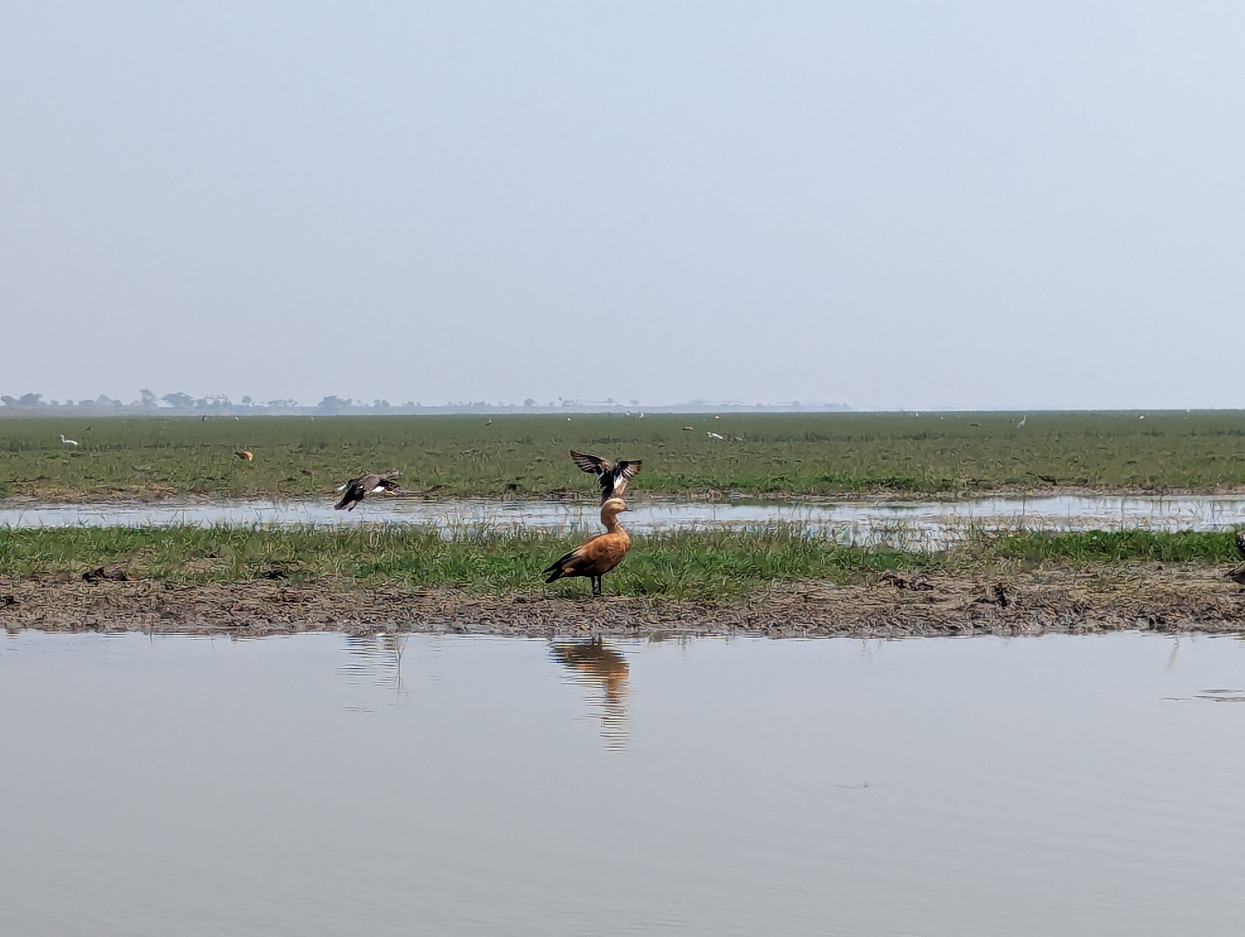 Birding Trip To Mangalajodi