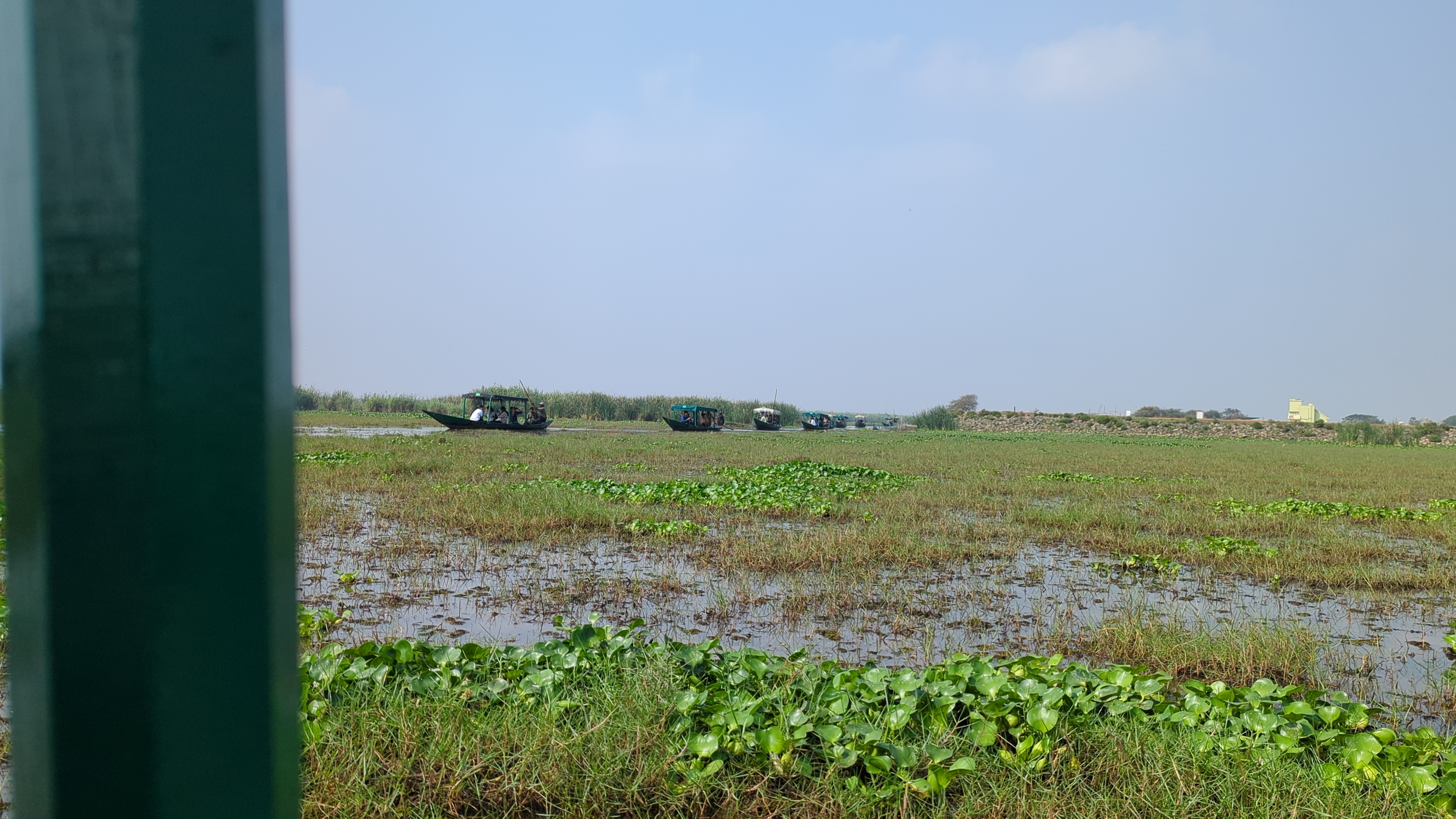 Birding Trip To Mangalajodi